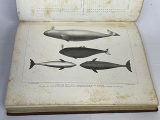 THE MARINE MAMMALS OF THE NORTH-WESTERN COAST OF NORTH AMERICA, DESCRIBED AND ILLUSTRATED: TOGETHER WITH AN ACCOUNT OF THE AMERICAN WHALE-FISHERY