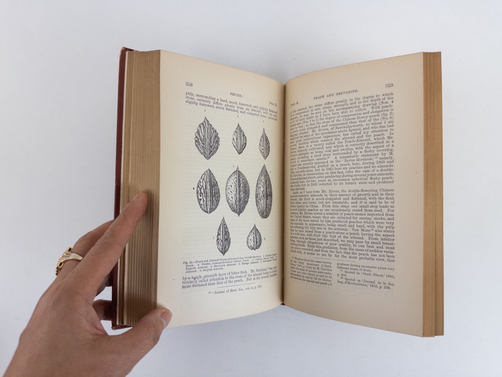 THE VARIATION OF ANIMALS AND PLANTS UNDER DOMESTICATION Two Volumes by  Charles Darwin