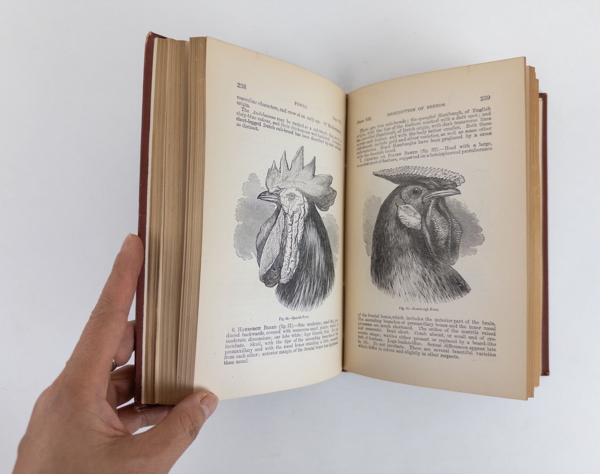 THE VARIATION OF ANIMALS AND PLANTS UNDER DOMESTICATION Two Volumes by  Charles Darwin