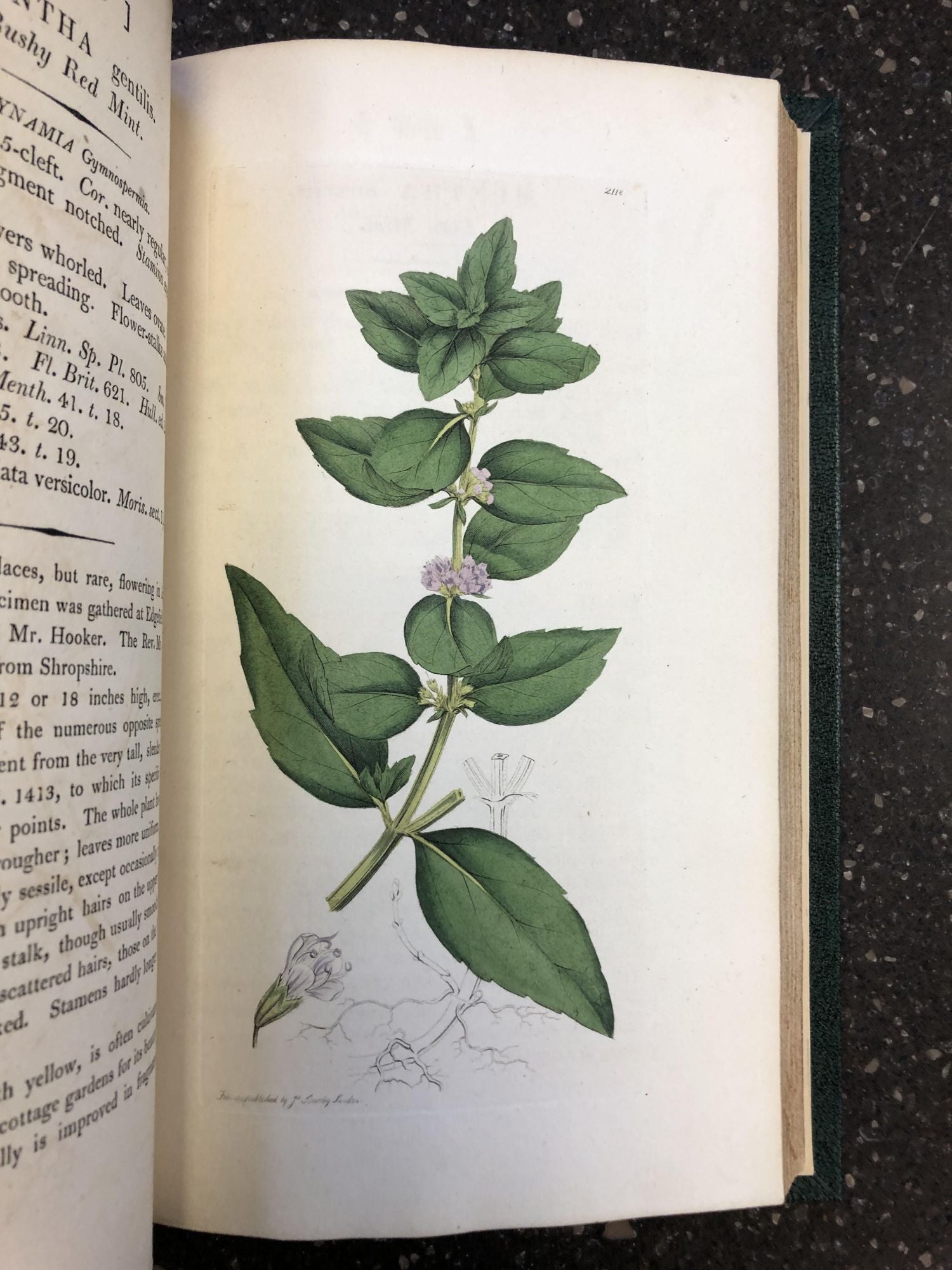 1354564 ENGLISH BOTANY; OR, COLOURED FIGURES OF BRITISH PLANTS, WITH THEIR ESSENTIAL CHARACTERS, SYNONYMS AND PLACES OF GROWTH [VOL. 30 ONLY]. James Sowerby, James Edward Smith.