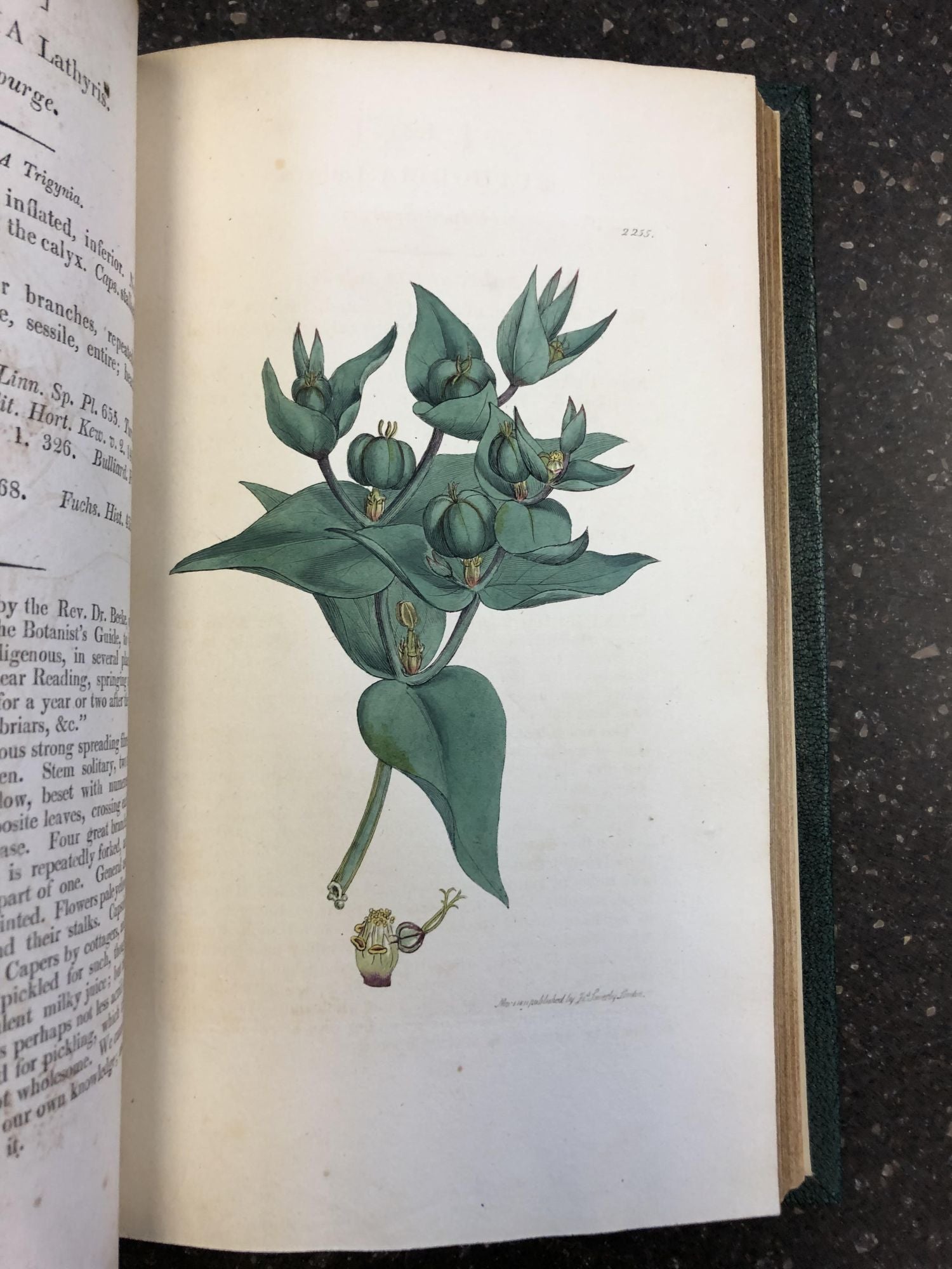 1354567 ENGLISH BOTANY; OR, COLOURED FIGURES OF BRITISH PLANTS, WITH THEIR ESSENTIAL CHARACTERS, SYNONYMS AND PLACES OF GROWTH [VOL. 32 ONLY]. James Sowerby, James Edward Smith.