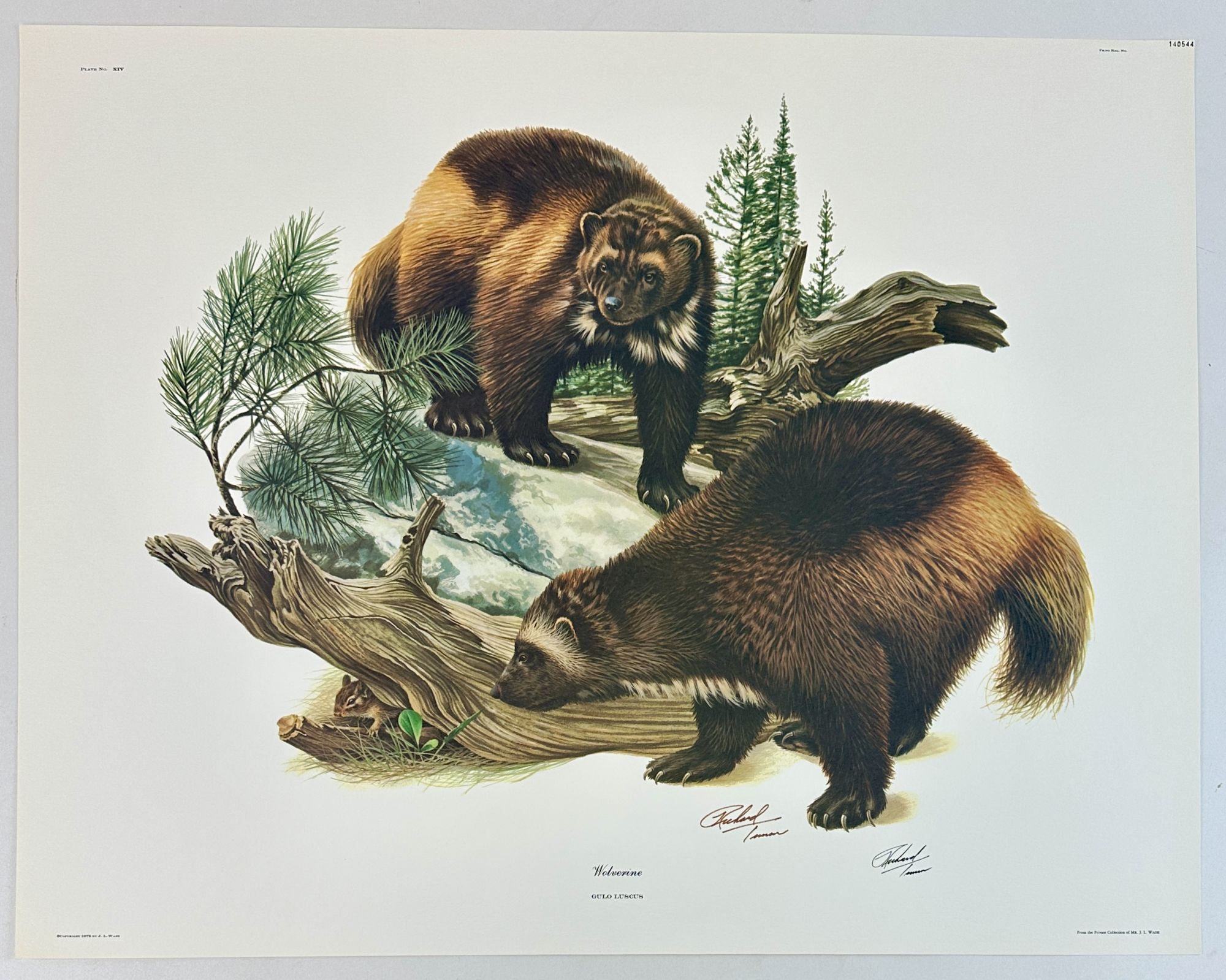 ORIGINAL MAMMALS OF NORTH AMERICA LITHOGRAPH ART PRINTS Signed ...