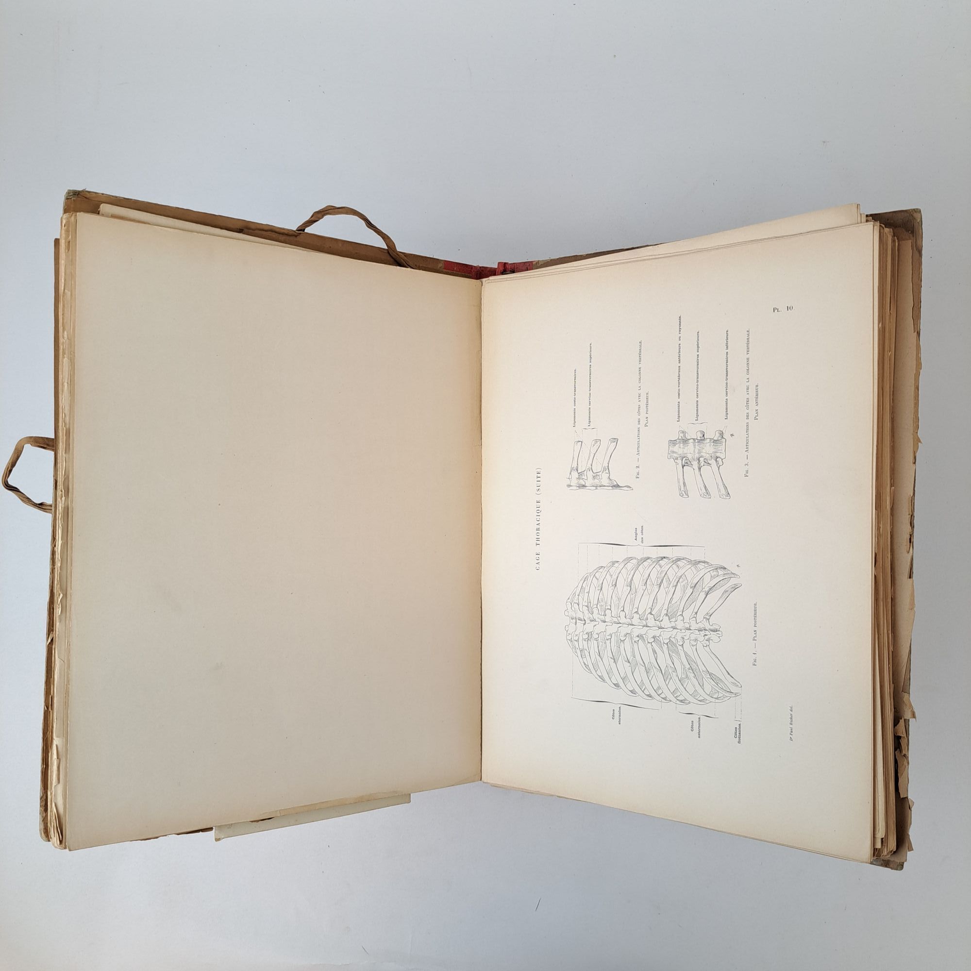 ANATOMIE ARTISTIQUE. DESCRIPTION DES FORMES EXTÉRIEURES DU CORPS HUMAIN ...