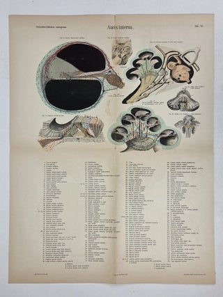 TABULAE OTOLOGICAE