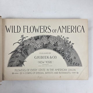 THE WILD FLOWERS OF AMERICA