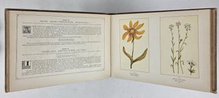 THE WILD FLOWERS OF AMERICA