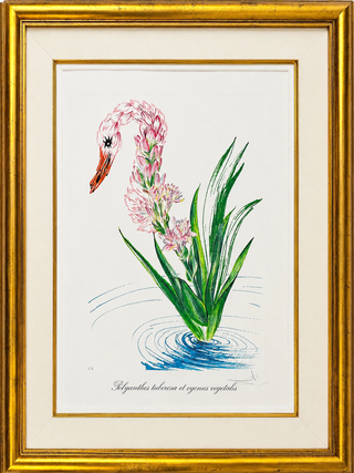 DRYPOINT ETCHING AND LITHOGRAPH "WATER HIBISCUS AND SWAN" [Signed
