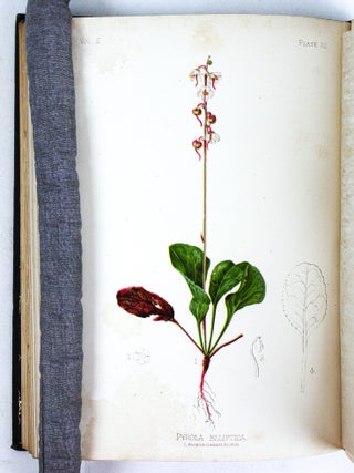 THE NATIVE FLOWERS AND FERNS OF THE UNITED STATES IN THEIR BOTANICAL, HORTICULTURAL AND POPULAR ASPECTS [Four Volumes]