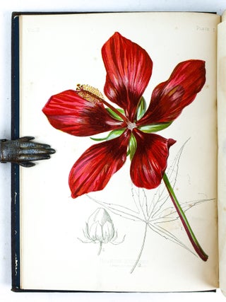 THE NATIVE FLOWERS AND FERNS OF THE UNITED STATES IN THEIR BOTANICAL, HORTICULTURAL AND POPULAR ASPECTS [Four Volumes]