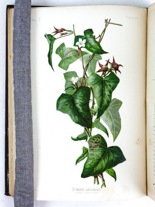 THE NATIVE FLOWERS AND FERNS OF THE UNITED STATES IN THEIR BOTANICAL, HORTICULTURAL AND POPULAR ASPECTS [Four Volumes]