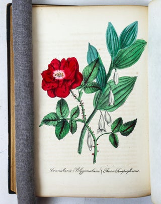 THE AMERICAN FLORA OR HISTORY OF PLANTS AND WILD FLOWERS CONTAINING A SYSTEMATIC AND GENERAL DESCRIPTION, NATURAL HISTORY, CHEMICAL AND MEDICAL PROPERTIES [Volume II only}