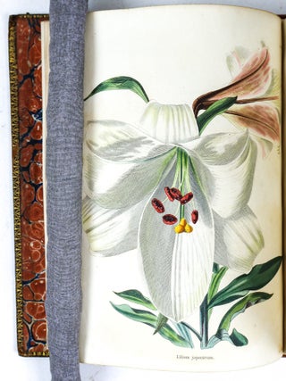 THE BOTANICAL CABINET CONSISTING OF COLORED DELINEATIONS OF PLANTS FROM ALL COUNTRIES [Nine volumes]