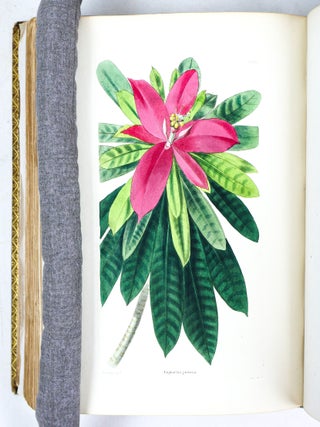 THE BOTANICAL CABINET CONSISTING OF COLORED DELINEATIONS OF PLANTS FROM ALL COUNTRIES [10 volumes]