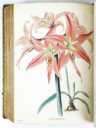 THE BOTANICAL CABINET CONSISTING OF COLORED DELINEATIONS OF PLANTS FROM ALL COUNTRIES [10 volumes]