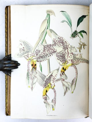 THE BOTANICAL CABINET CONSISTING OF COLORED DELINEATIONS OF PLANTS FROM ALL COUNTRIES [10 volumes]
