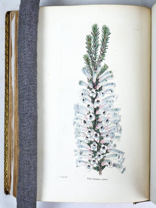 THE BOTANICAL CABINET CONSISTING OF COLORED DELINEATIONS OF PLANTS FROM ALL COUNTRIES [10 volumes]