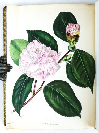 THE BOTANICAL CABINET CONSISTING OF COLORED DELINEATIONS OF PLANTS FROM ALL COUNTRIES [10 volumes]