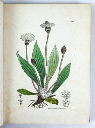 ENGLISH BOTANY; OR, COLOURED FIGURES OF BRITISH PLANTS WITH THEIR ESSENTIAL CHARACTERS, SYNONYMS, AND PLACES OF GROWTH. [36 volumes]