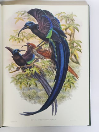 MONOGRAPH OF THE PARADISEIDAE OR BIRDS OF PARADISE AND PTILONORHYNCHIDAE OR BOWER BIRDS [Two volumes]