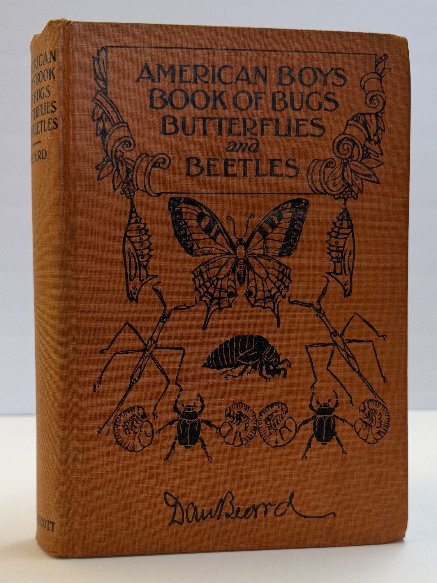 1418766 THE AMERICAN BOYS' BOOK OF BUGS, BUTTERFLIES AND BEETLES. Dan Beard.